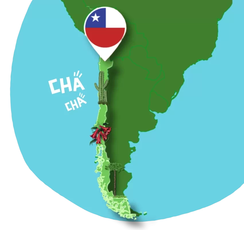 Mapa Chile Donde Comprar kombucha